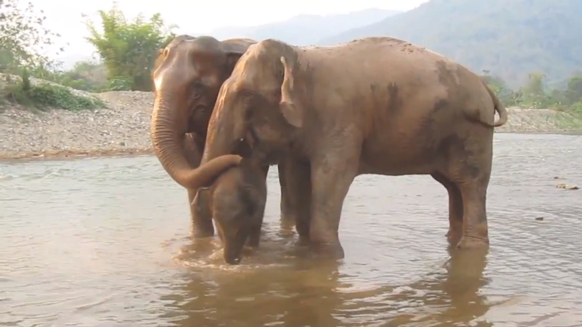 Elefantbebis, Lerbad